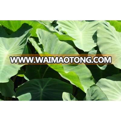 Fresh Green Taro Leaves with Best competitive Price