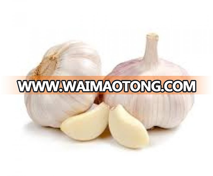 Best quality Big Size Fresh And Dry white Garlic