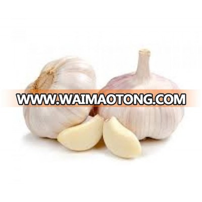 Best quality Big Size Fresh And Dry white Garlic