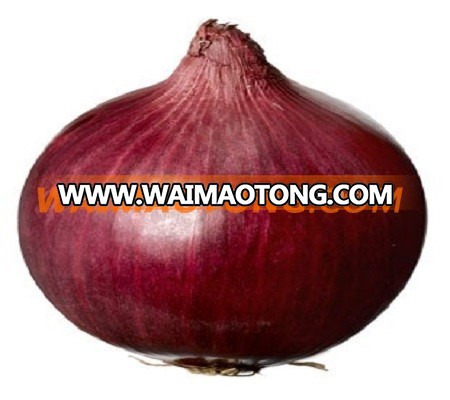 Best quality All Size Fresh Red Onion